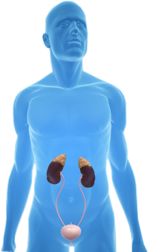 urologija